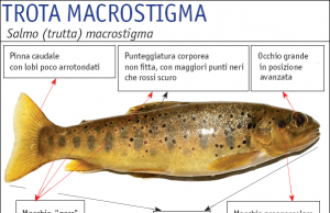 Trota macrostigma, ultimo giorno di riproduzione