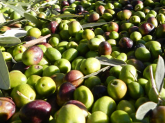 Agrifood, come tracciare la qualità di olio, vino e pesce ma anche i tartufi della Toscana