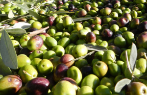 Agrifood, come tracciare la qualità di olio, vino e pesce ma anche i tartufi della Toscana