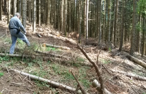 C’è l’intesa sugli stipendi dei forestali